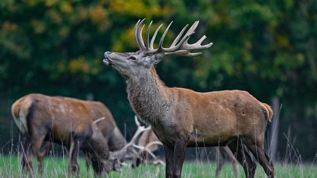Navadni jelen bo žival leta 2026 v Nemčiji