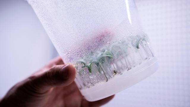 Landwirtschaft: Europa wagt ein bisschen Gentechnik-Revolution