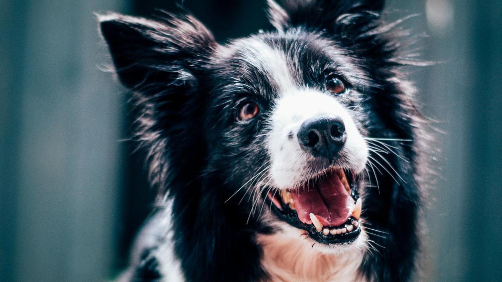 Learning ability in dogs: Border Collies are very attentive - some of them are particularly good at identifying things.
