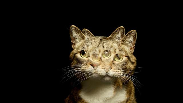 (+) Quantenphysik: So groß war Schrödingers Katze noch nie