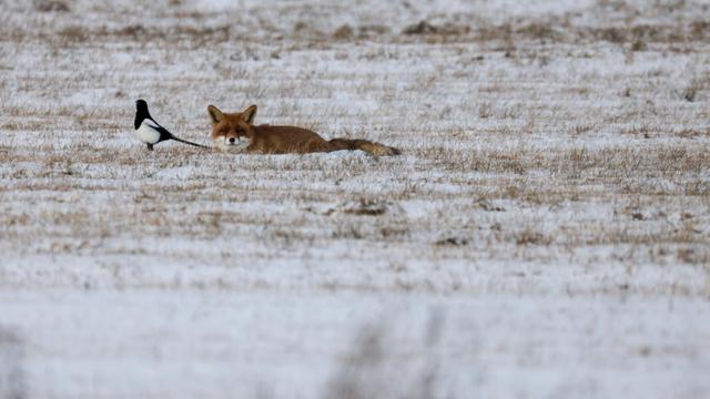Dürre: Winter laut Wissenschaftlern trotz Schneefällen deutlich zu trocken