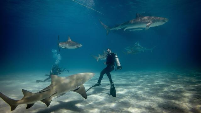 Haiangriffe: Weltweit zwölf tödliche Haiangriffe auf Menschen in 2025 registriert