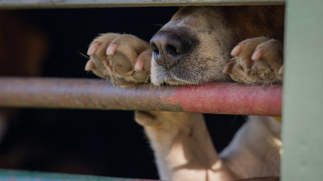 Rhein-Pfalz-Kreis: Tollwut-Virus bei importiertem Hund nachgewiesen