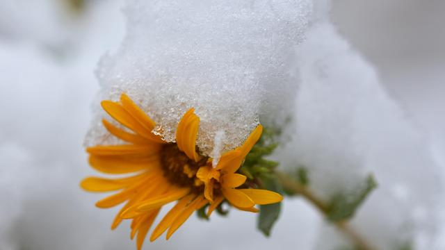 (+) Temperaturunterschiede in Deutschland: Winterchaos und Frühlingsgefühle