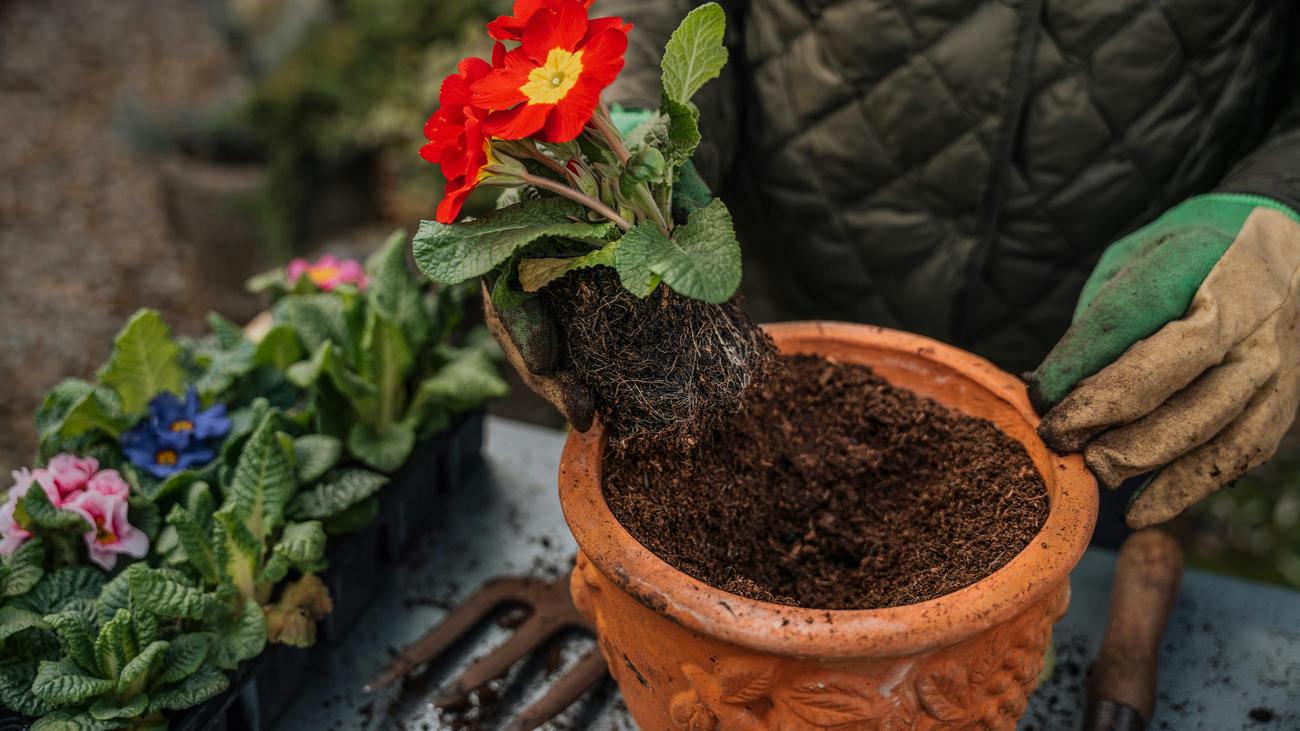 Blumenerde: So erkennt man Qualität, Folge 18: Blumenerde