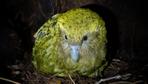 Kākāpō: Dieser Vogel brütet nur, wenn ein bestimmter Baum blüht
