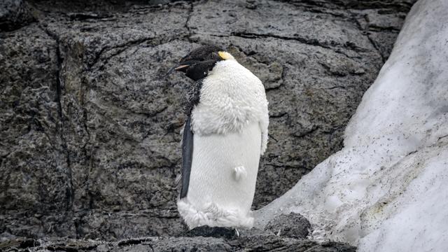 Weltnaturschutzunion: Kaiserpinguine gelten als 
