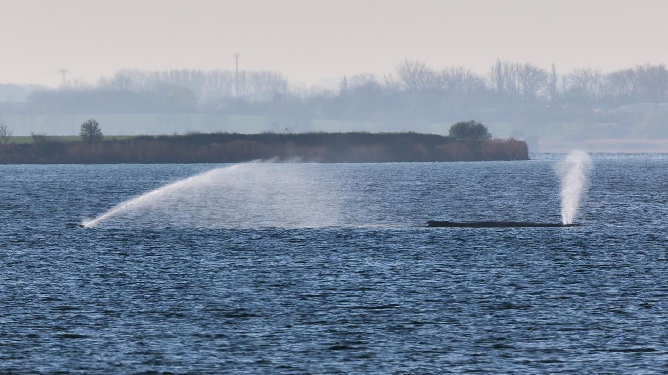 Wal vor Poel: Vom Buckelwal geht keine Gefahr für die Umwelt aus