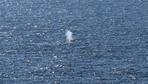 Wal Timmy: Buckelwal in der Nordsee freigesetzt