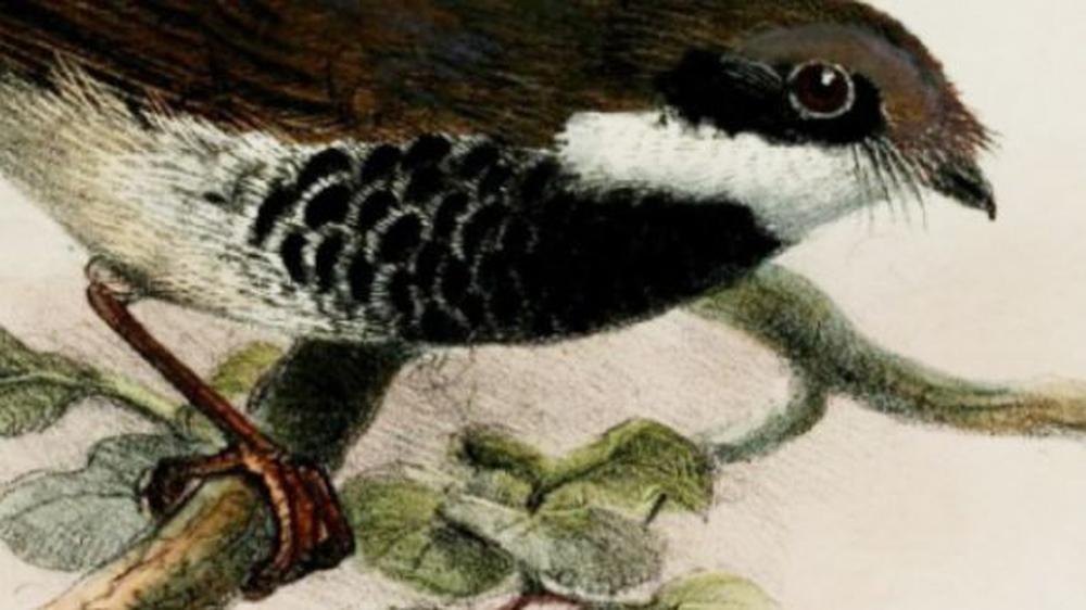 100. Todestag von Alfred Russel Wallace Der verkannte Zweite hinter