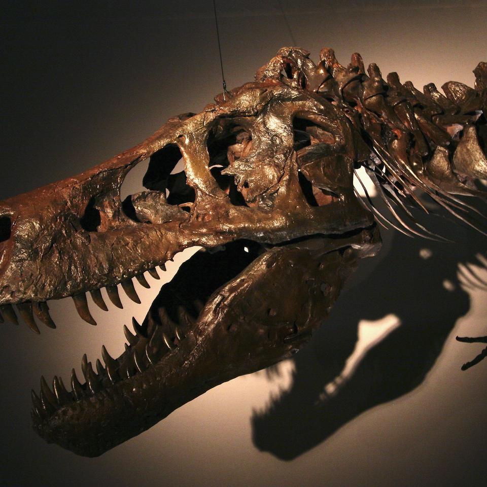 Paläontologie: Einmal Dino-Kot für 30 Euro, bitte!