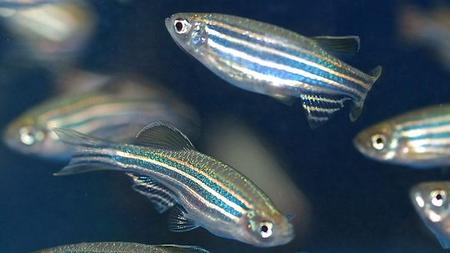 Forschung Am Zebrafisch Warum Schlagt Unser Herz Zeit Online