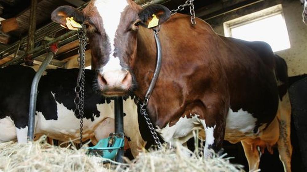 Botulismus: Eine Kuh in einem Stall bei Berlin