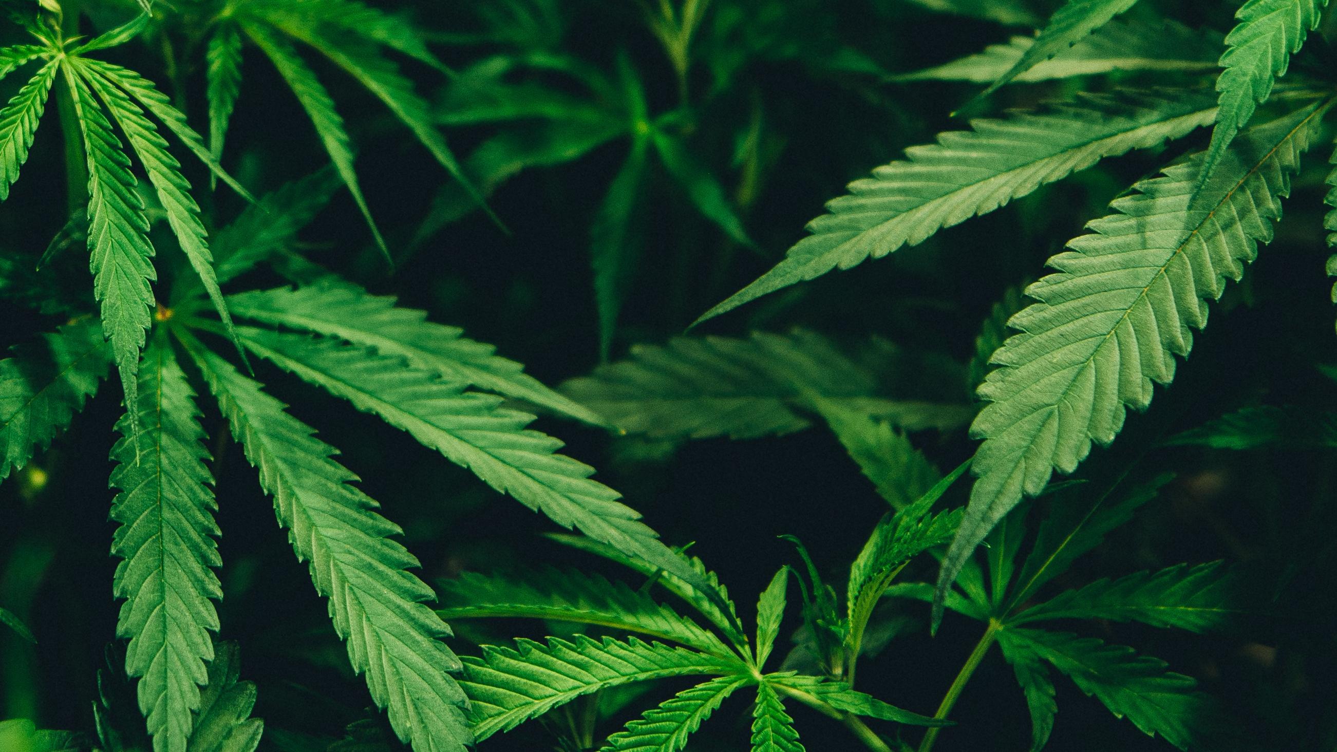 Drogenpolitik: Wer Cannabis liberalisiert, schützt die Jugend!