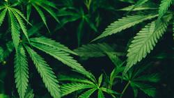 Drogenpolitik: Wer Cannabis liberalisiert, schützt die Jugend!