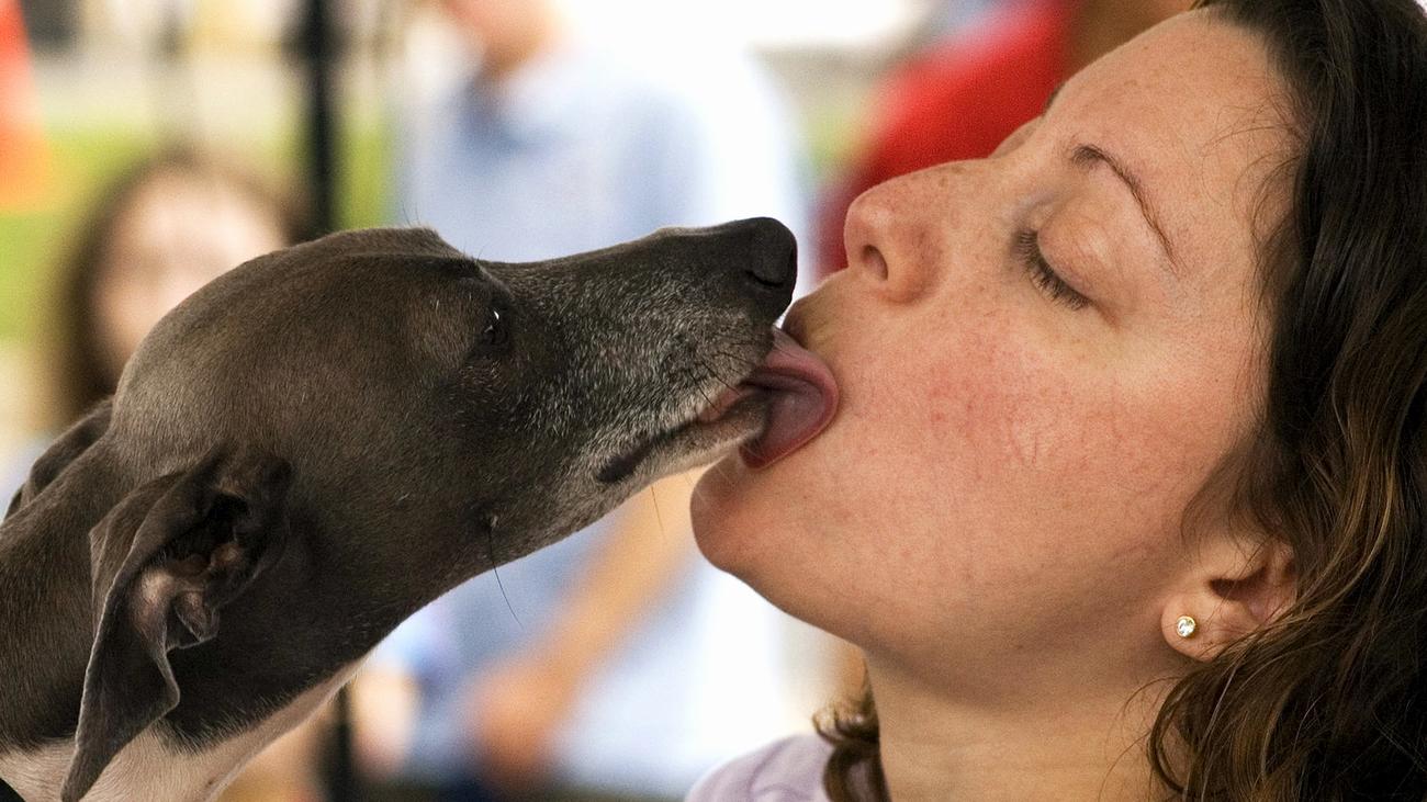 Лижет тайке. Собака целует. Поцелуй с собакой. Собака облизывает. Девушка целует собаку.