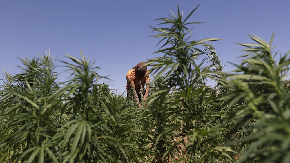 Marihuana: Allein der Staat darf im Libanon künftig mit Cannabis handeln.