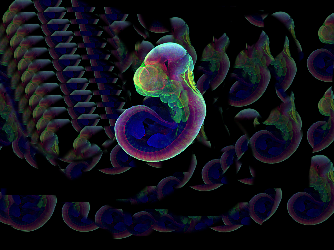 Menschliche Embryozelle
