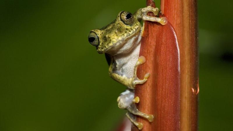 Amphibien: Schau mir in die Froschaugen