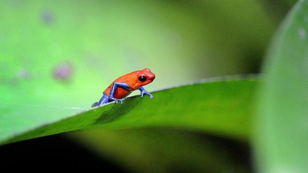 UN-Bericht: Symbol für die schwindende Artenvielfalt unserer Erde: Ein einsames Erdbbeerfröschchen (Oophaga pumilio) im Regenwald von Costa Rica