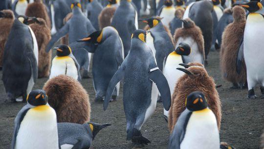 Naturschutz: Forscher bringen Pinguine in Gefahr | ZEIT ONLINE