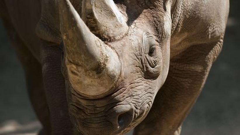Jagd Auf Nashorn H rner Aus Dem Schaukasten Gewildert ZEIT ONLINE