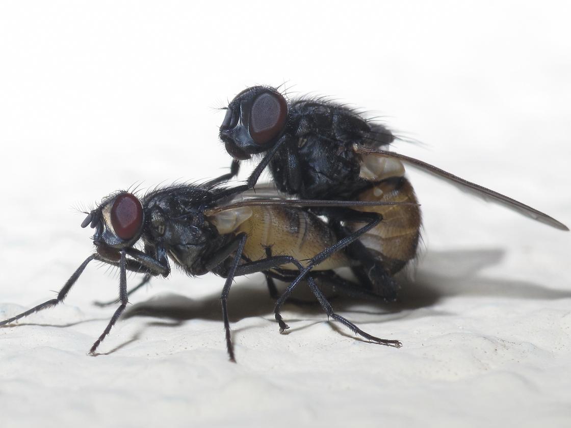 Das unterschätzte Tier: Treuer als Bello oder Fiffi | ZEIT ONLINE