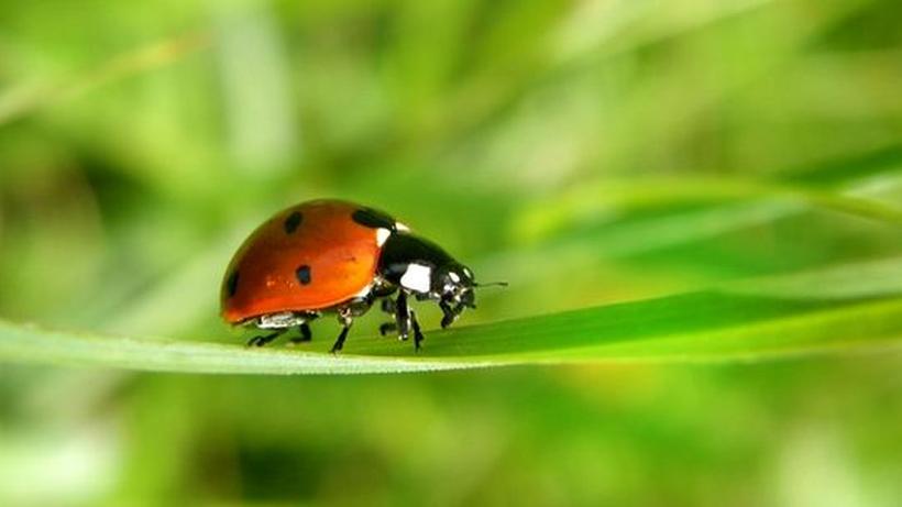 Schwarze Deiche Sex