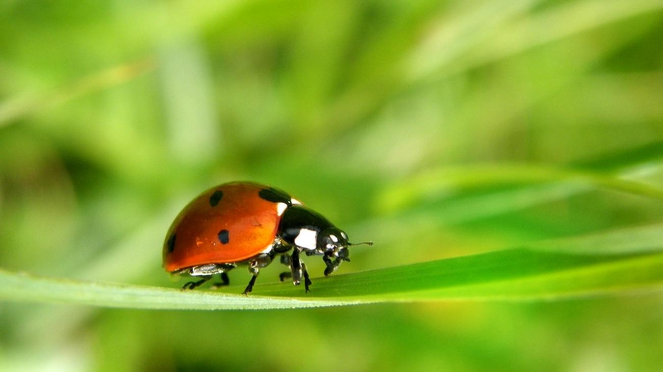 Hat marienkäfer ein viele wie punkte Eine Kindergeschichte