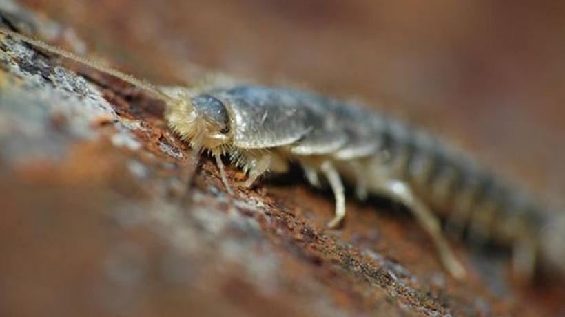 Silberfischchen: Lichtscheue Papierfresser mit Schuppen ... Silberfischchen: Lichtscheue Papierfresser mit Schuppen ...