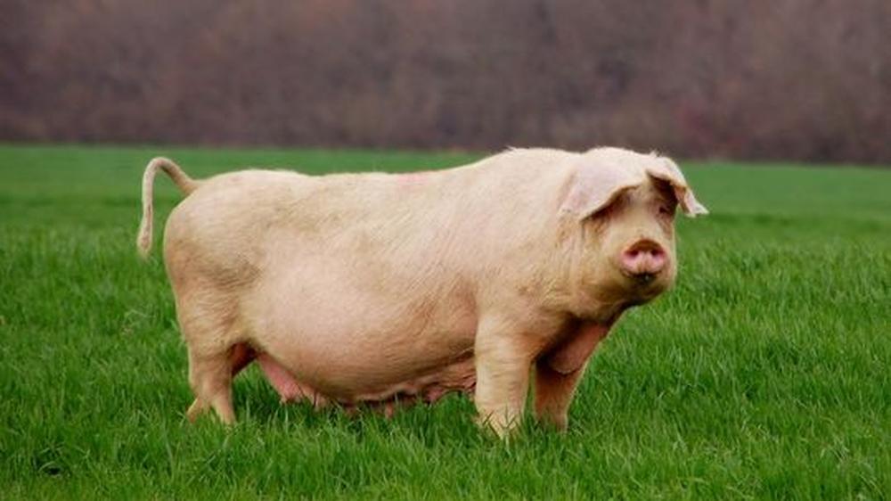 Das unterschätzte Tier: Das Schwein weiß um sein Ich