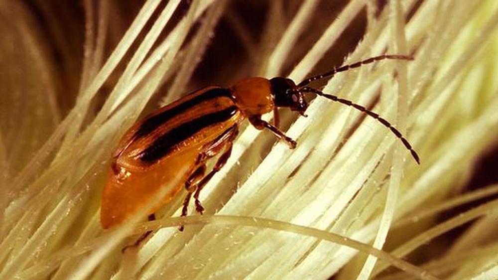 Der Maiswurzelbohrer (Diabrotica virgifera) breitet sich inzwischen auch in Europa aus.