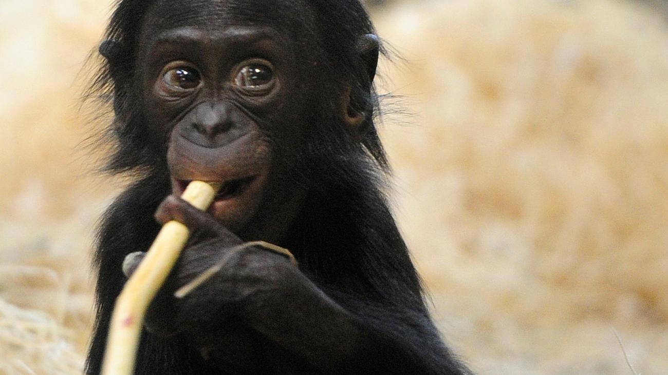 Genomentzifferung Was Den Bonobo Unter Den Menschenaffen Einzigartig Macht Zeit Online
