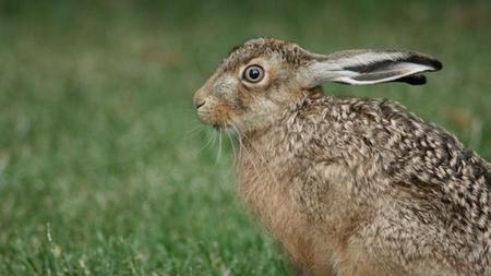 Das Unterschatzte Tier Mein Name Ist Hase Oder Doch Kaninchen Zeit Online