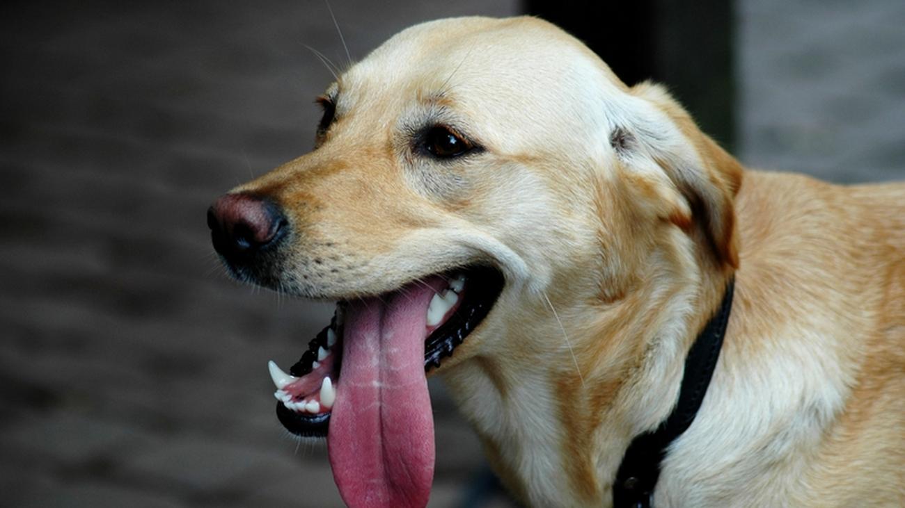 Stimmts Darf Man Hunden Schokolade Zu Fressen Geben