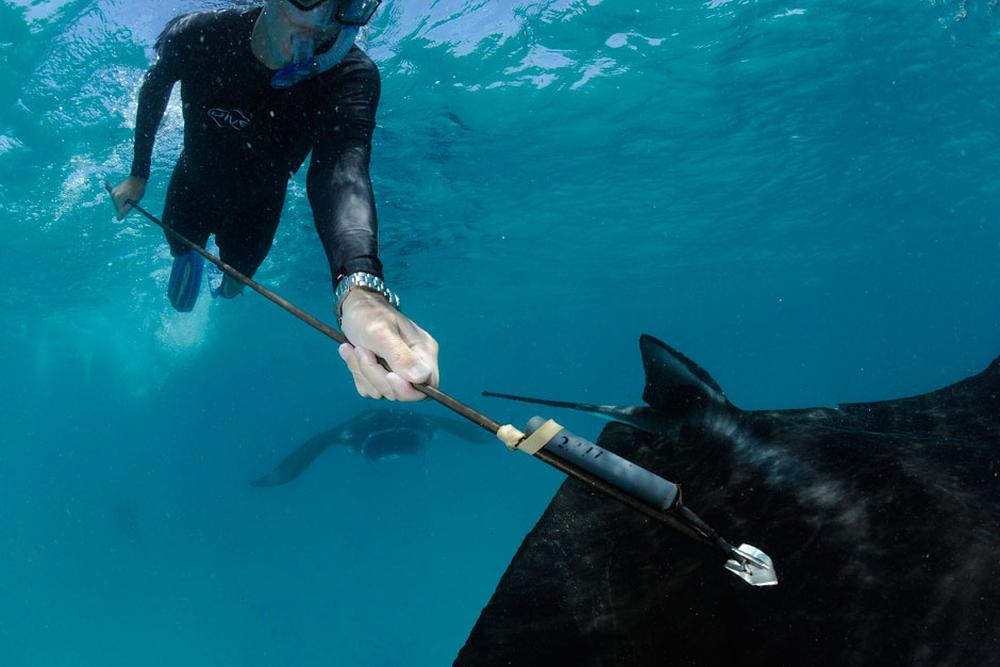 Mantarochen: Gejagte Schönheiten im Indischen Ozean | DIE ZEIT