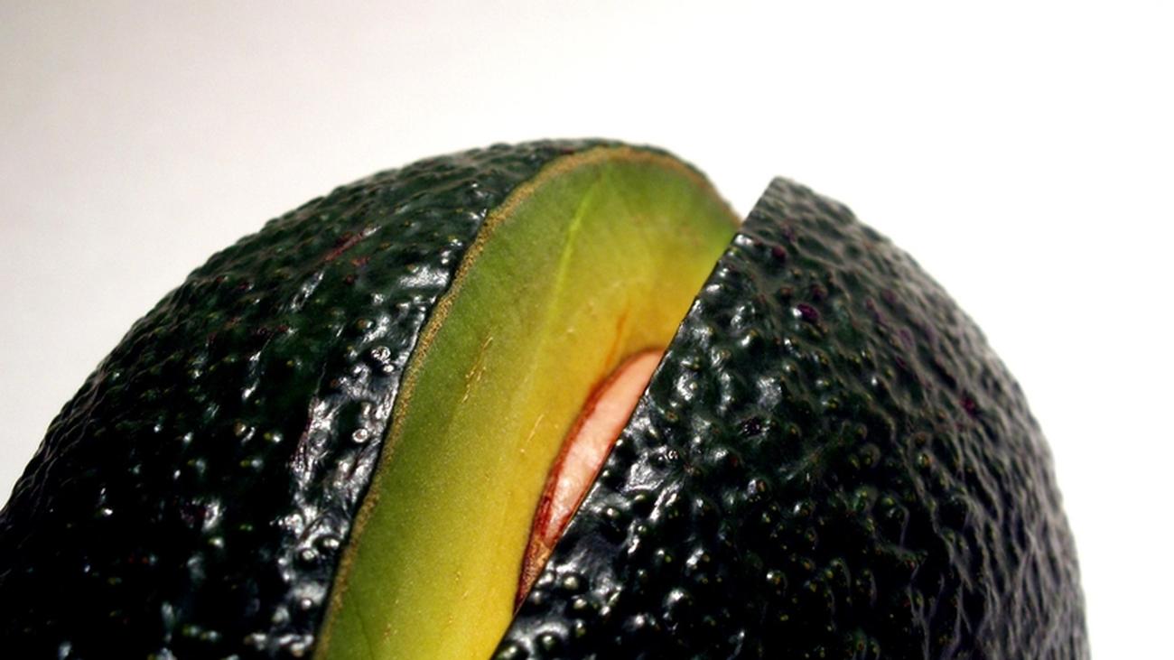 avocado hund