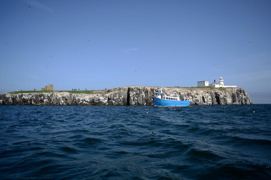 Naturschutz: Volkszhlung auf den Farne-Inseln | DIE ZEIT