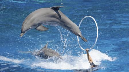 Zootiere Wie Viel Wasser Braucht Ein Delfin Im Zoo Zeit Online