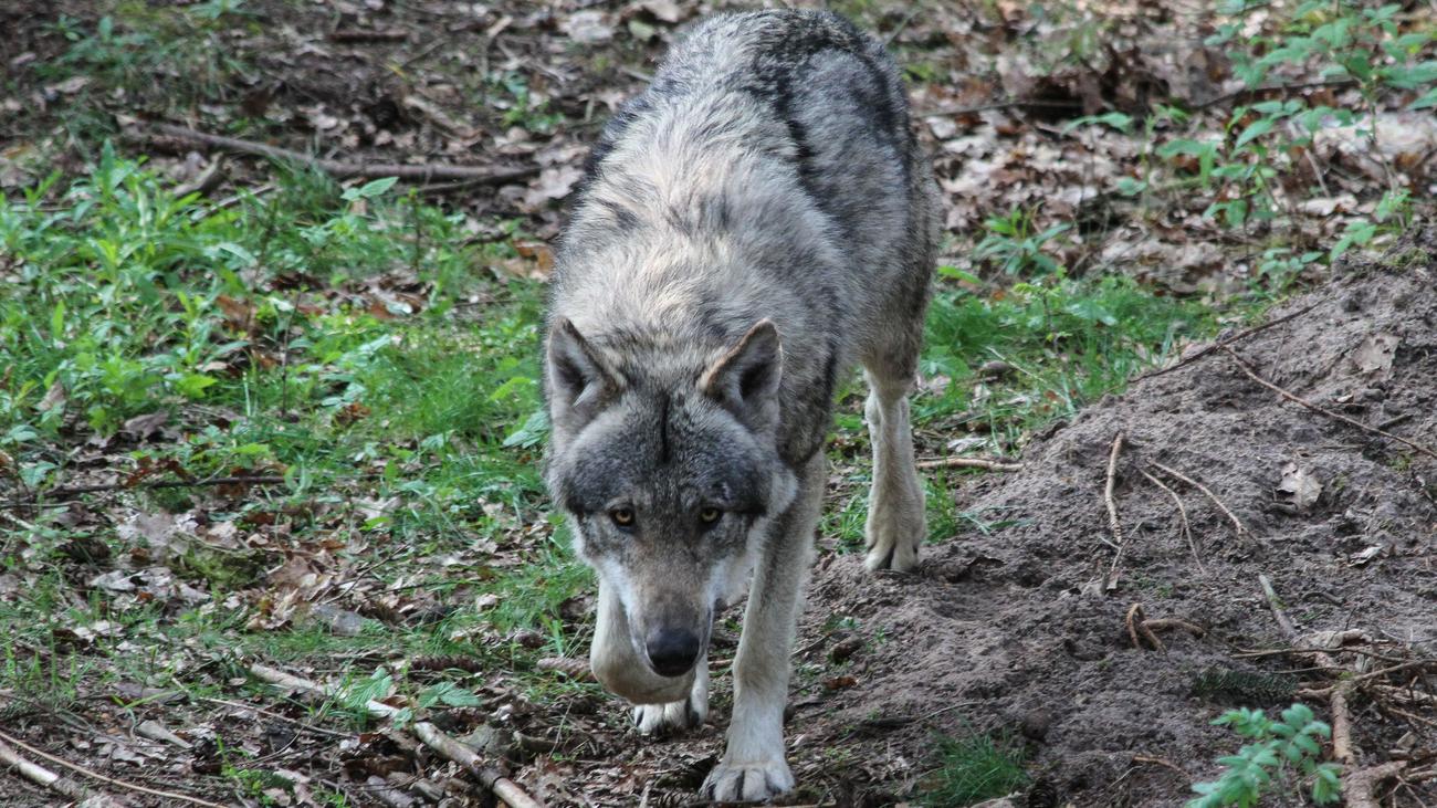 Tierhaltung Wolfshunde Als Waffe Zeit Online