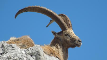 Steinbock Protz Im Gebirge Zeit Online