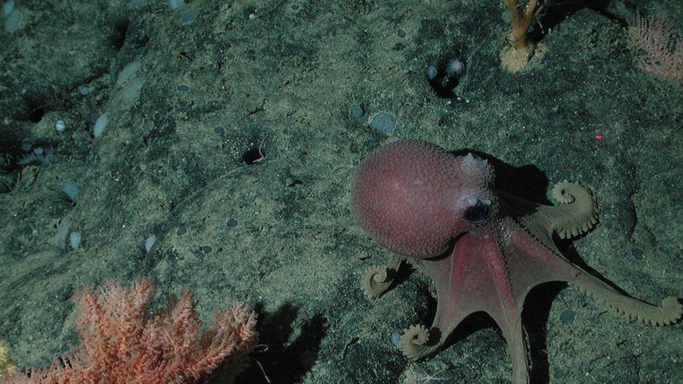 Tintenfisch: Tiefsee-Oktopus bricht Weltrekord im Dauerbrüten | ZEIT ONLINE