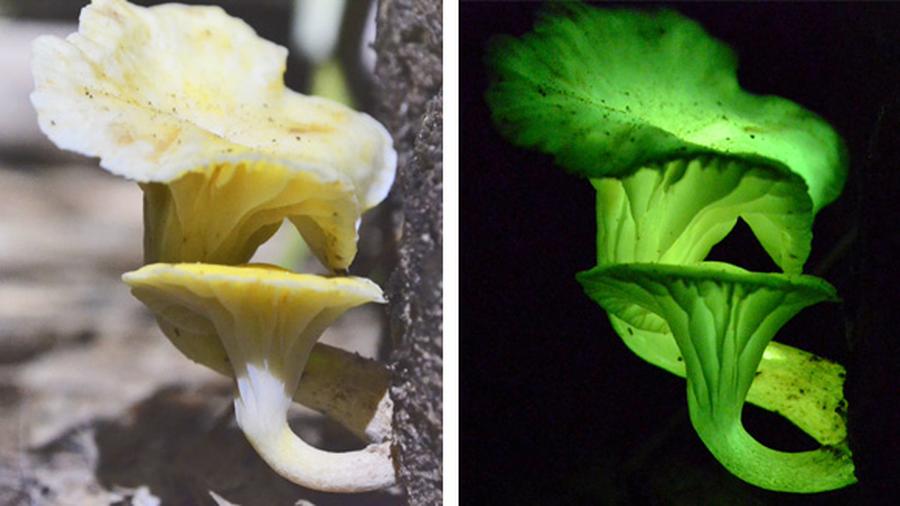 Biolumineszenz Dieser Pilz Knipst Nicht Umsonst Das Licht An Zeit Online