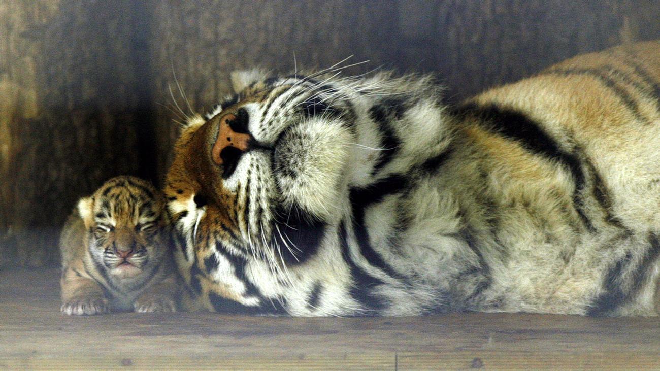 Tiger Neun Arten Sind Sieben Zu Viel Zeit Online