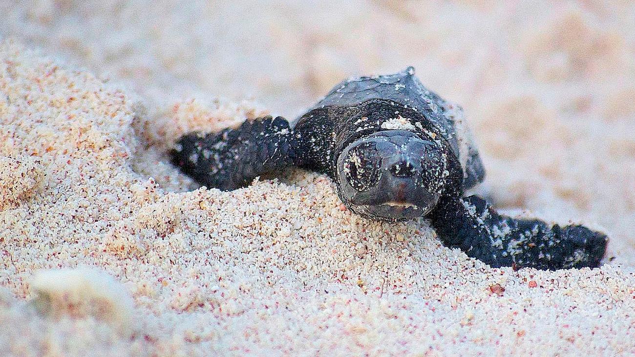 Wie viele Schildkröten überleben?