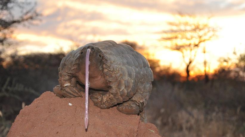 Artenschutzkonferenz: Höchster Schutz fürs Pangolin | ZEIT ...