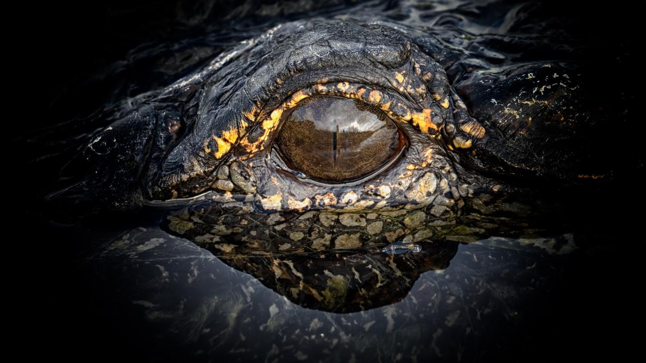 National Geographic Fotowettbewerb Auge in Auge mit dem Alligator 