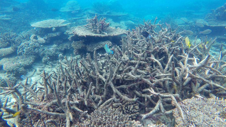 Korallensterben: Bleich, bleicher, Great Barrier Reef ...