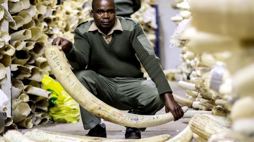 Cites: Illegaler Handel mit Elfenbein erreicht Rekordwert