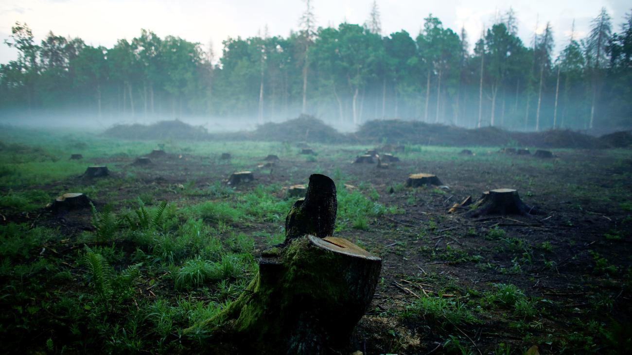 Bialowieza Nationalpark Der Kampf Um Einen Der Letzten Urwalder Europas Zeit Online